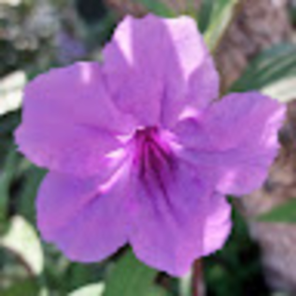 Meet your Posher, Heart_beat